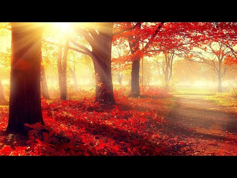 Beautiful Romantic Music: Relaxing Music, Piano Music, Violin Music, Guitar Music, Sleep Music ★101