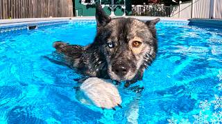 Will The Puppy Jump In the Pool First?  💦 Husky Swimming Pool Party