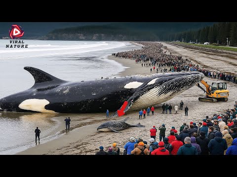 One in a Billion Moments in Nature - Best of 2025 #3