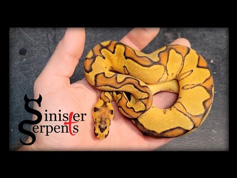 Ball Python Egg Cutting || Black Pastel Blackhead Special het Clowns+ Odyb Enchi BP Clowns