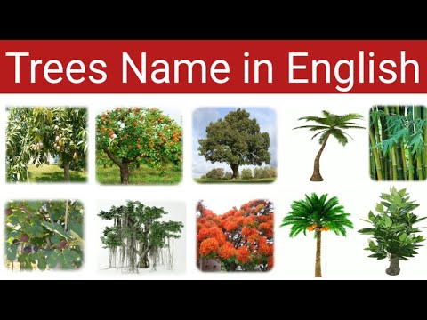 Trees name | trees name in english | type of trees | learn english vocabulary #learnenglish