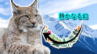 オオヤマネコ | 動物ドキュメンタリー