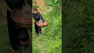 The girl carrying a load of rice #food #girlbuildingbushcraftlife #cooking #nature