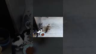 Chat GPT Code 😂 #shorts #shortsvideo #shortvideo #viral #viralvideo #viralshort  #memes #codingmemes