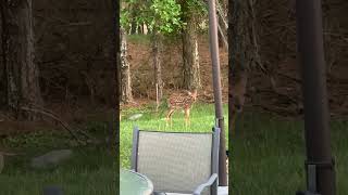 Fawn Zoomies #zoomies #deerzoomies #fawnsoftiktok #MINDORDERING #fawnslivesmatter #fawnseason #godbl