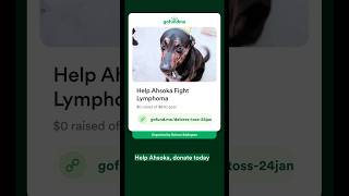 Help my Puppy Dog Ahsoka Fight Cancer | #shorts #gofundmehelp #gofundme