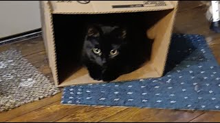 Fried fish, Fried bananas, rice & beans  ##cookathome