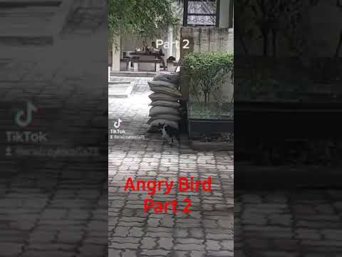 Angry Bird #petlover #catlovers