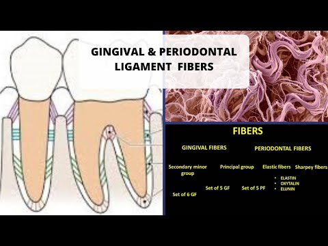 GINGIVAL AND PERIODONTAL LIGAMENT FIBERS