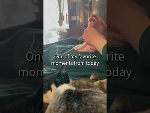 What’s your favorite moment from today? #knitting #kitty