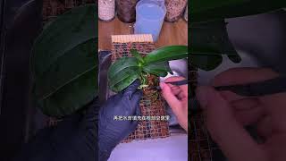 Revive Your Phalaenopsis: A Fresh Approach to Reflowering