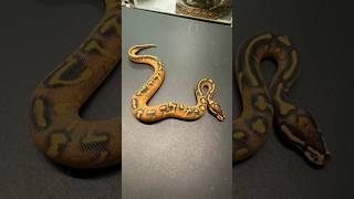 So much morph power in such a small ball python. 😉🐍💥