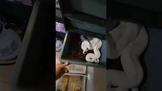 Ball Python Breeding