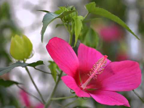 CHOPIN:  Etude in E major, op. 10 no. 3 "Tristesse"