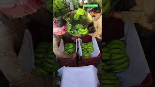 MFC_Ahmedabad_Gujarat | Premium_Quality_Banana_Harvisting_India | Export_Quality_Bananas_Packing