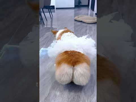 dog #shorts #pets #cutedog #doglover #dog