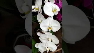 Orchids #orchid #orchids #orchidslover #flowergarden #garden #flowershow2023 #plants #plantita