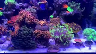 The Little Light and the Lost Ocean #aquariumlight #aquarium #aquariums #aquariumlife