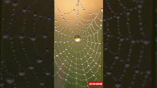 🕸 No Copyright Silent Background Video (No Sound) – The Spiderweb | #ai #nature