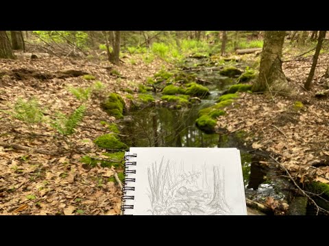 How To Draw What You See In Nature