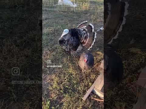 Who's ready for Thanksgiving?! 😳  #farmlife  #turkey #gobblegobble
