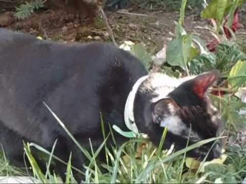 Vegetarian Cat ??