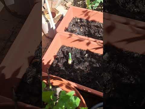 Rocket and Basil Update #mybackyardgarden #backyardgardening #ihavethisthingwithplants