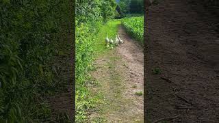 Goose gaggle galavanting gloriously