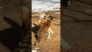 Most Aggressive Wolf Dog Vs Tiger #shorts