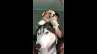 puppy using doggy as a drum | Puppy | Cute Stuff