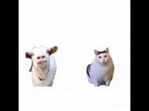 rambling cow and cat #meme #shorts #random