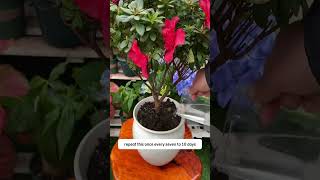 Tips for flowers planting #flowergarden  #yourgarden #plantingtechniques #healthyplants