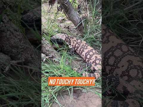 You can’t beat a Gila Monster! #lizard #herping #reptiles #wildlife
