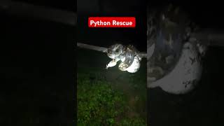 python rescue #viralvideo #wildlife #snake #python #reels #snakerescue #animals #trinding