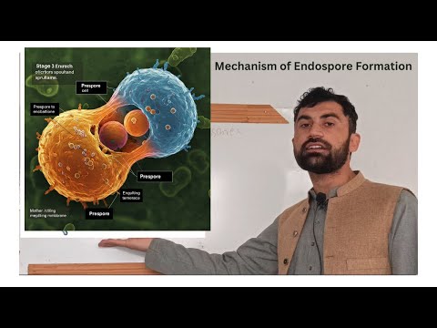 Bacterial Endospore Formation: Step-by-Step | Mechanism| Molecular Players Involved