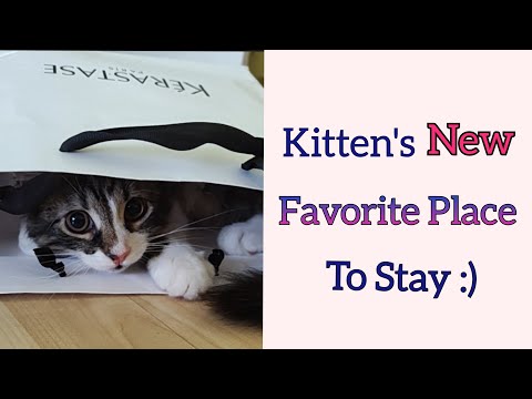 Kitten's Favorite Place to Stay :) #funnycat #favoriteplace #relaxingplace #cathouse