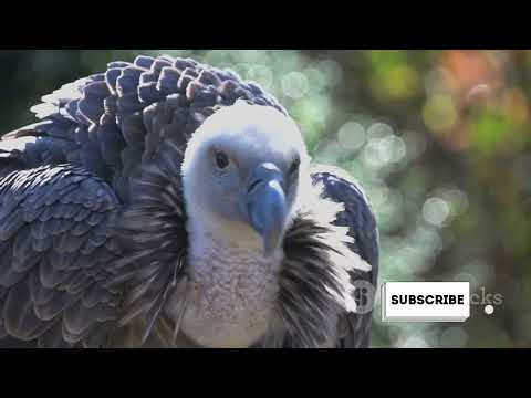 the ugly vulture a tale of missed opportunities