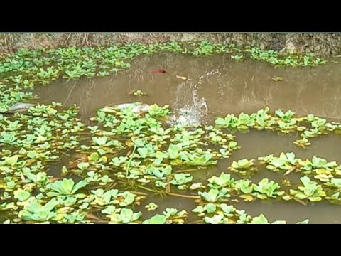 Pelampung ngetrik trus -mancing sepat Siam ||vlog#06