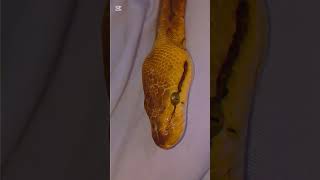 💛✨#piedballpython (reposted & edited vid)#snake #viral #shorts #foryou #reptiles #animals #fypシ