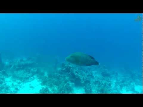 Eagle Ray and Napoleon in Sharks Bay Umbi