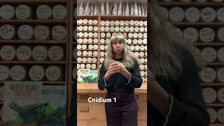 Cnidium 1