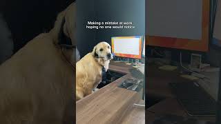 It’s me, I’m the problem #workmistake  #friendlyreminder #spongebob  #corporate  #goldenretriever