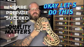 Prepping for the 2024 ball python breeding season ☑️