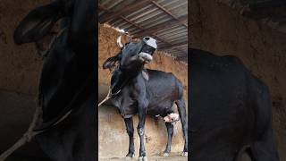 Cow mooing sound#animal sound#cattle Moo sound