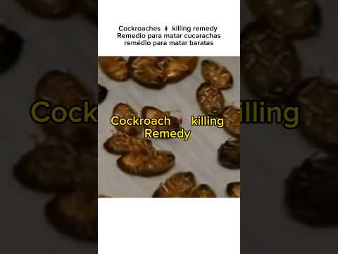 cockroaches killing remedy |Remedio para matar cucarachas | remédio para matar baratas #ytshorts