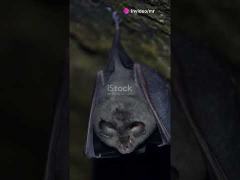 Leaf nosed Bats: Nature's Night Flyers! #animal #facts #animalfacts #animals #nature #wildlife #bats
