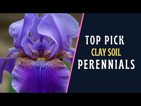 Top 8 Pick Of Perennials That Grow Well in Clay Soil.