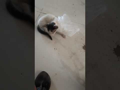 the funny cat #shortvideo #relievestress #funny