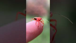 DEADLY ASSASSIN BUG?! #bug #bugs #insects