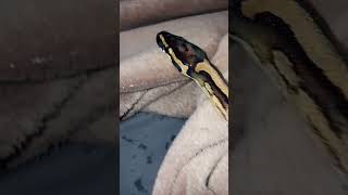 🤍🐍#reptiles #ballpython #animals #pets #exotic #foryou  #piedballpython